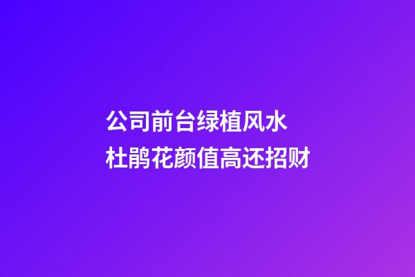 公司前台绿植风水  杜鹃花颜值高还招财